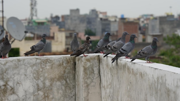 A group of pigeons sitting on roof wall