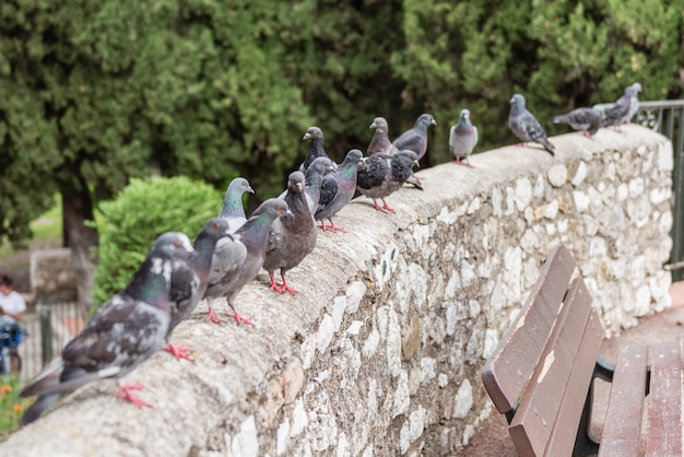 Group of pigeons standing on the wall in the Cimiez neighborhood in Nice, Cote d'Azur, France