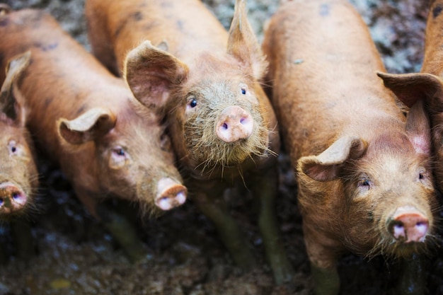 Группа свиней в грязном поле.
