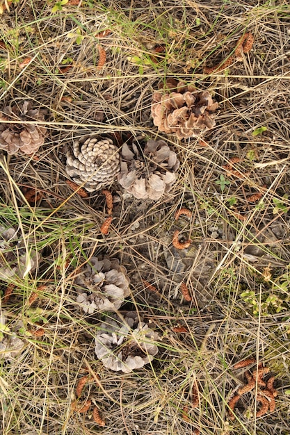 Photo a group of pine cones on the ground