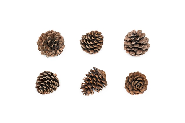 Group of pine cones isolate on white background