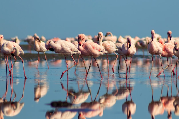 青いラグーンの周りを歩いているピンクのアフリカのフラミンゴのグループ
