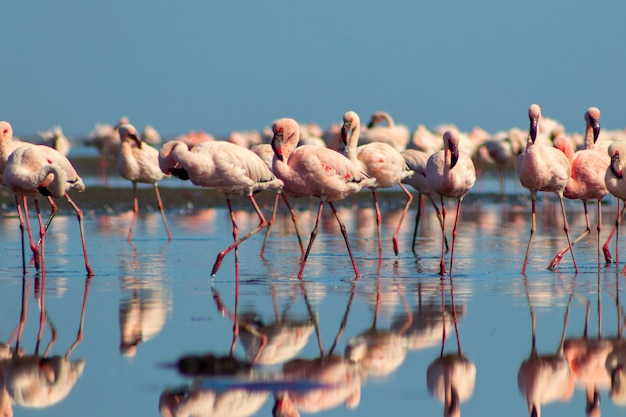 Group of pink african flamingos walking around the blue lagoon