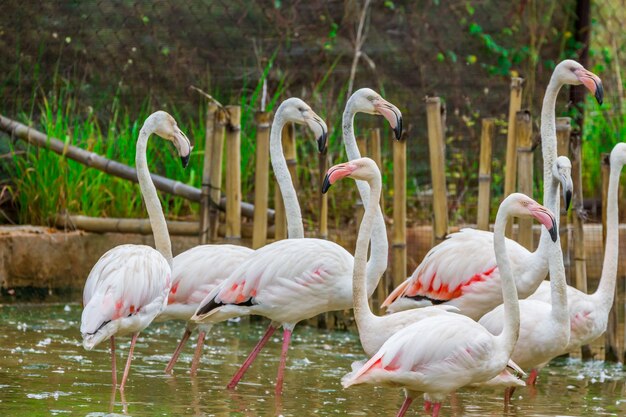 Group of pink caribbean flamingo standing