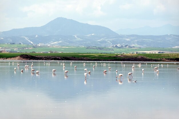 Group of pink flamingos on the Salt Lake in Larnaca Cyprus rests after a winter flight and feeds