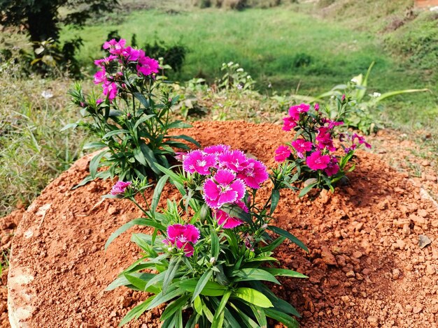 A group of pink flowers in a garden