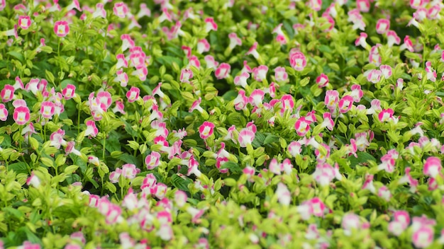 Group of Pink Torenia fournieri