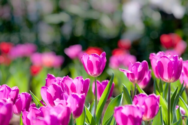 Group of pink tulip