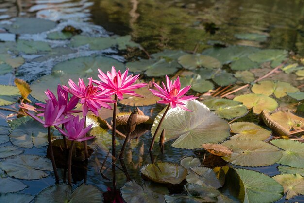 연못에 분홍색 수련 또는 연꽃의 그룹입니다.