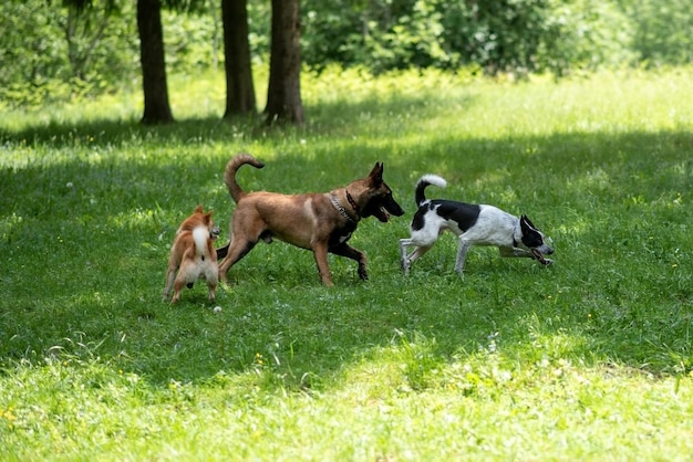 Group play of dogs of different breeds in the park