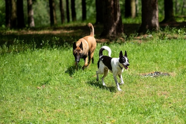 Group play of dogs of different breeds in the park