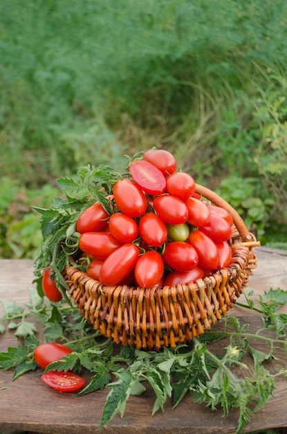 Group of plum tomatoes on a wooden table Italian plum tomatoes Agriculture industry and farming