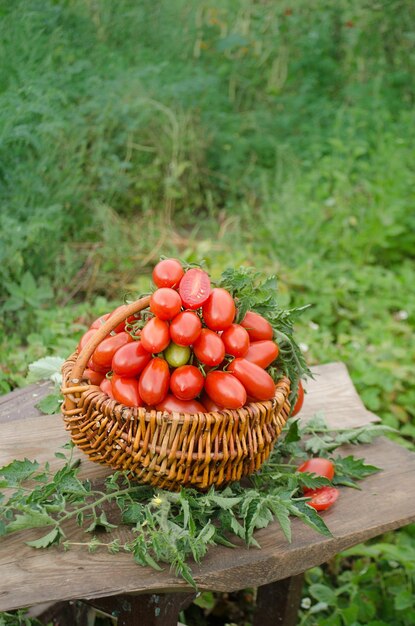 Group of plum tomatoes on a wooden table Italian plum tomatoes Beautiful image of farmland