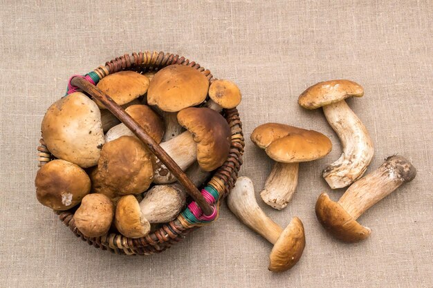 Group of porcini mushrooms on linen The natural color and texture