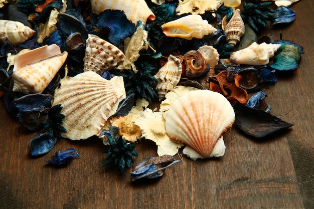group of potpourri and shell