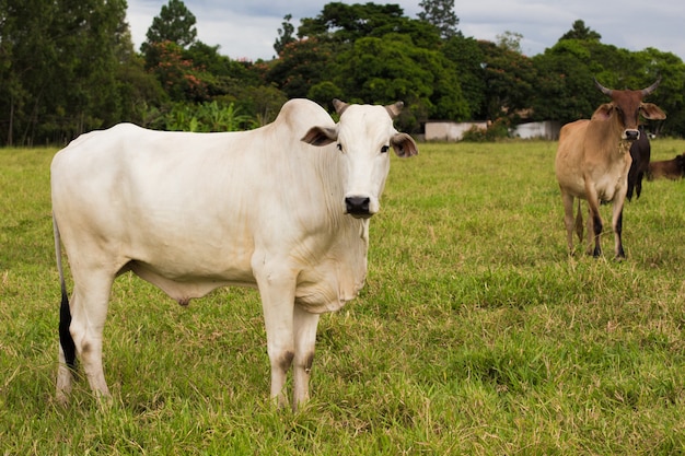 Group of pretty brazilian cows on a pasture at the cloudy day