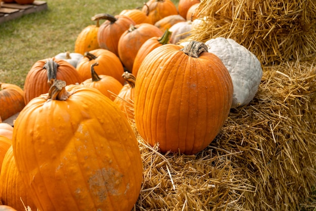A group of pumpkins are lined up on a bale of hay