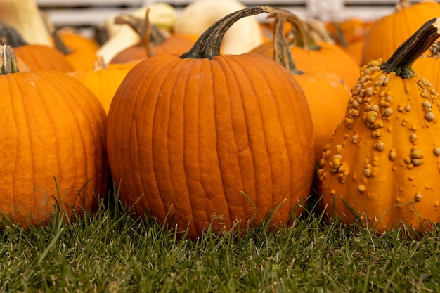 A group of pumpkins are sitting in the grass.