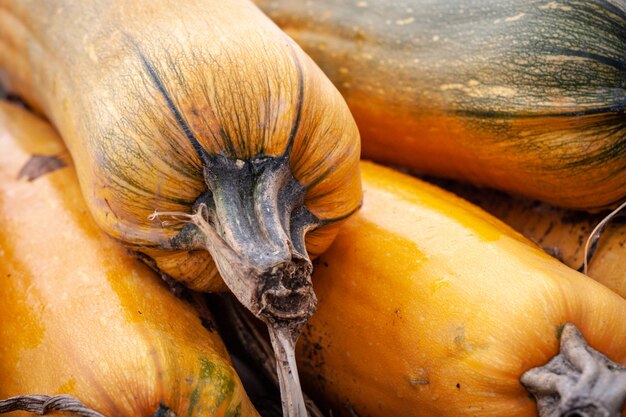 Group of pumpkins in field