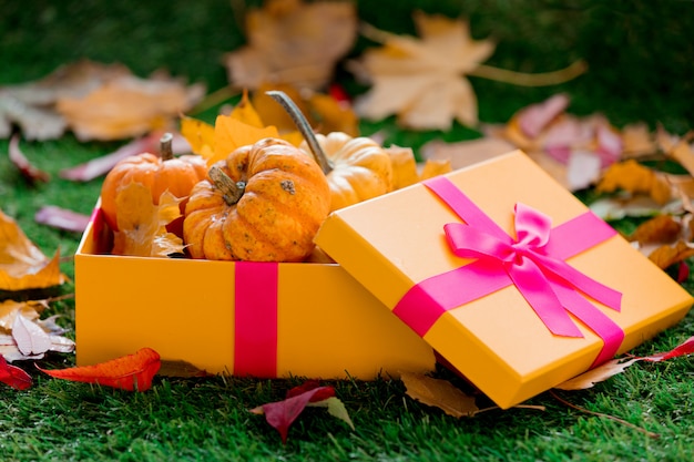 Group of pumpkins and gift box on green lawn