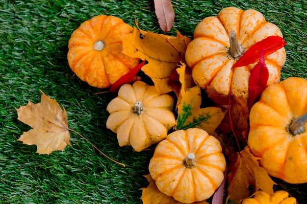 Group of pumpkins with leaves on green lawn