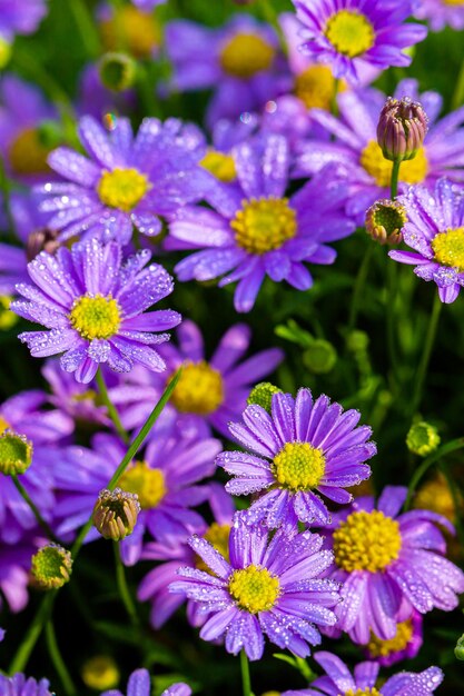 庭の自然の背景に紫色のコーンフラワーのグループクローズアップの繊細な美しさ紫色のコネフロ