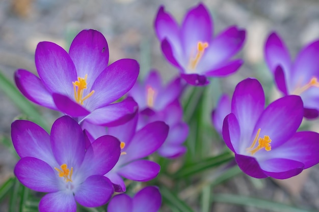 Group of purple crocus flowers on a spring meadow Crocus blossom Mountain flowers Spring landscape