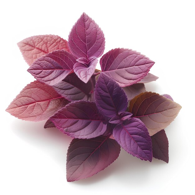 A group of purple leaves on a white background with a white background behind them and a white