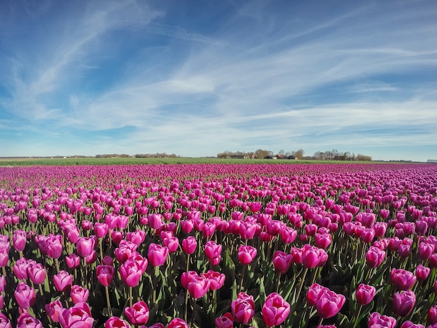 Group purple tulips against the sky. Spring landscape.