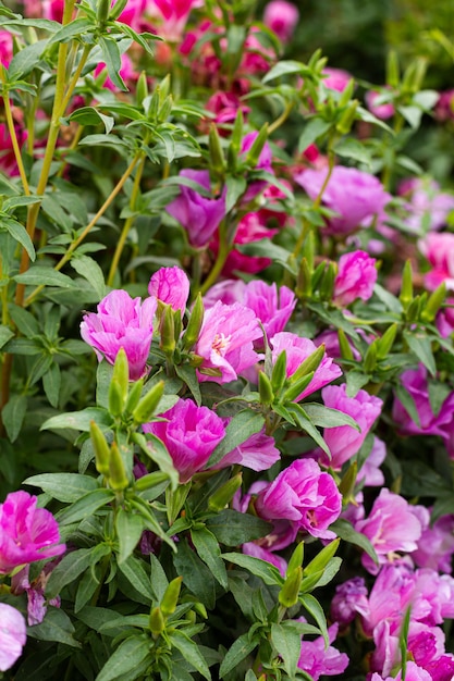 A group of purplepink flowers in the garden Summer