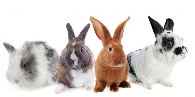 группа кроликов
