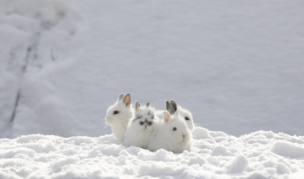 雪の中のウサギのグループ