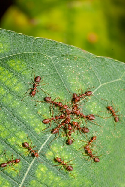 Group red ant attack one red ant on leaf in nature