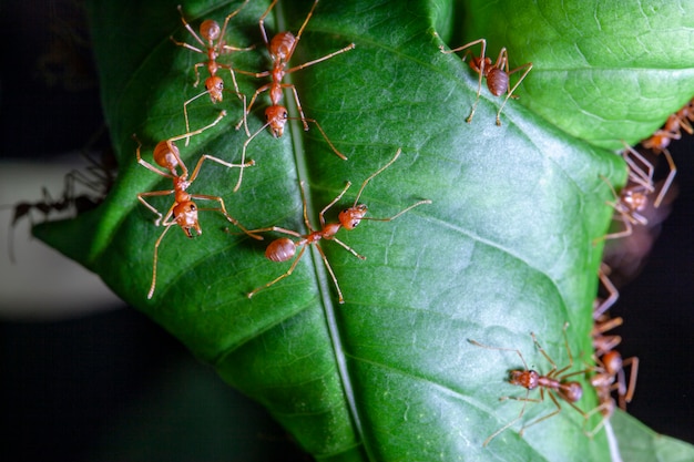 Group red ant on green leaf