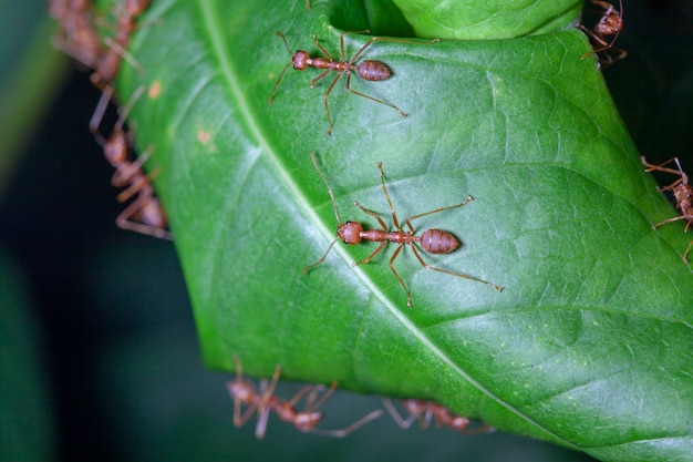 Formica rossa del gruppo sulla foglia verde