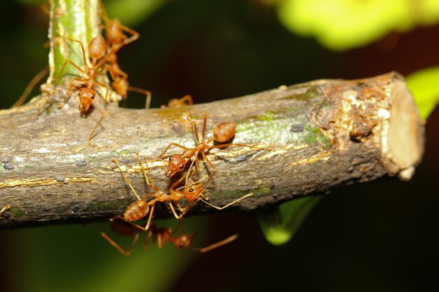 Group red ant on stick tree in nature at forest thailand