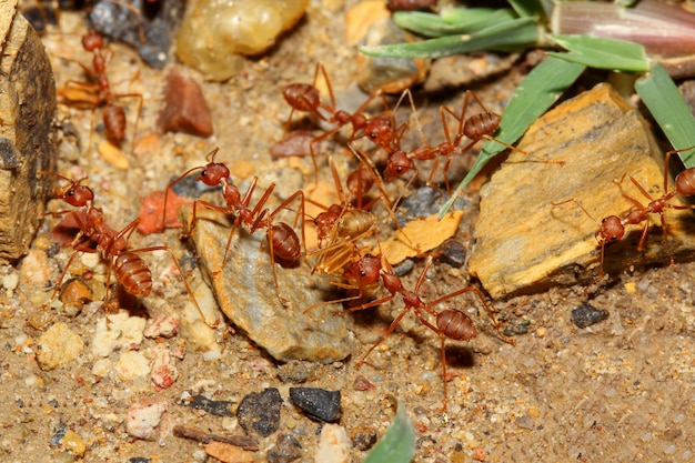 Raggruppi la formica rossa che cammina e prenda l'alimento al nido sul pavimento della sabbia