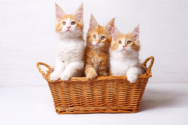 a group of red cats sitting with a basket on a white background