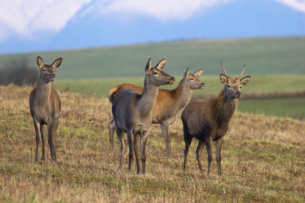 Group of red deer standing on dry grassland in autumn