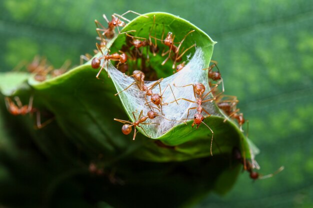 Group red and defeand nest building from green leaf