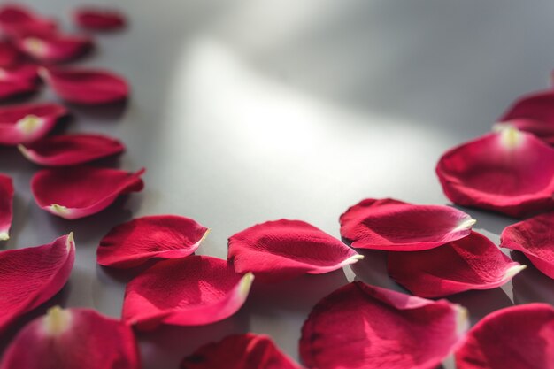 Group of red rose petals on gray surface