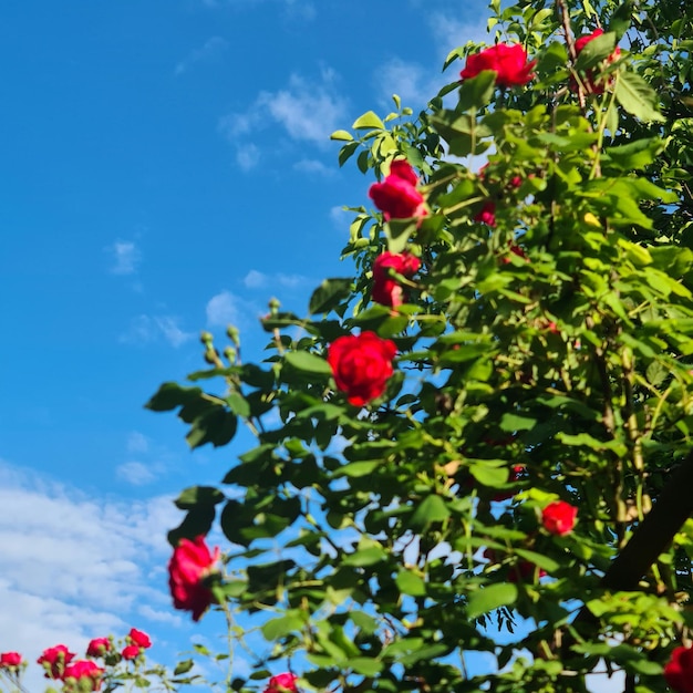 A group of red roses on a tree