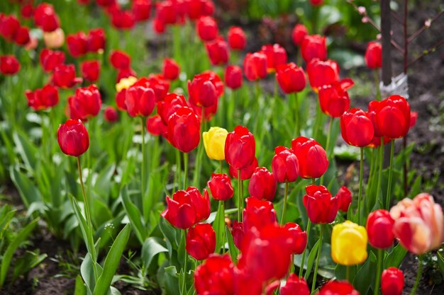 Gruppo di tulipani rossi nel parco paesaggio primaverile