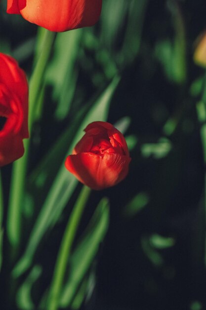 Group of red tulips in the park Spring landscape