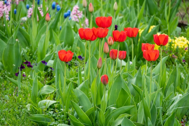 Группа красных тюльпанов в парке
