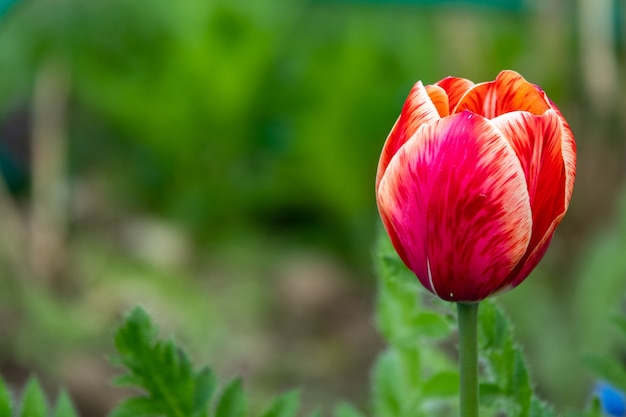 Group of red tulips in the park