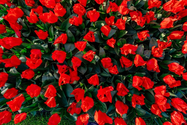 Группа в составе красные тюльпаны в парке.