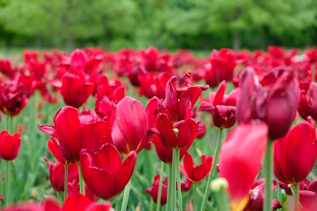 Group of red tulips in the park