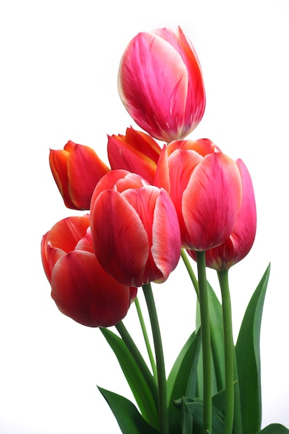 Group of red tulips on a white background