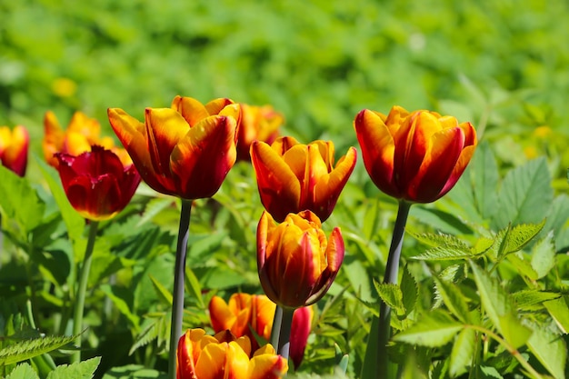 group of red yellow tulips in the park spring landscape